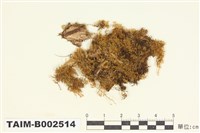 藏品(錦苔科)的圖片